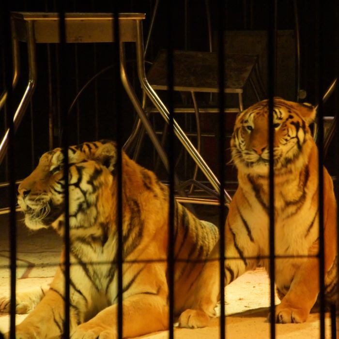 Two tigers behind bars