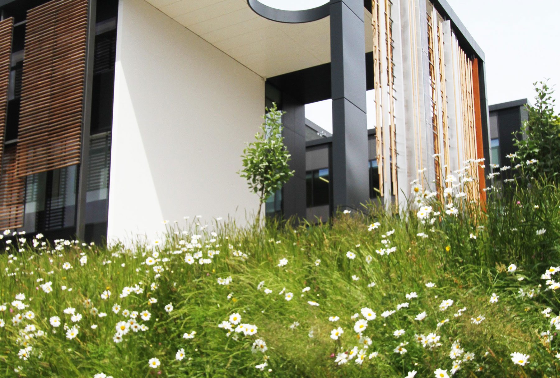 A wildflower bed outside of our campus building