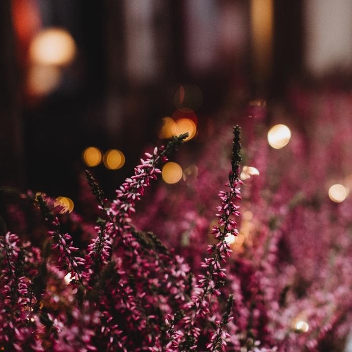 A purple Heather plant