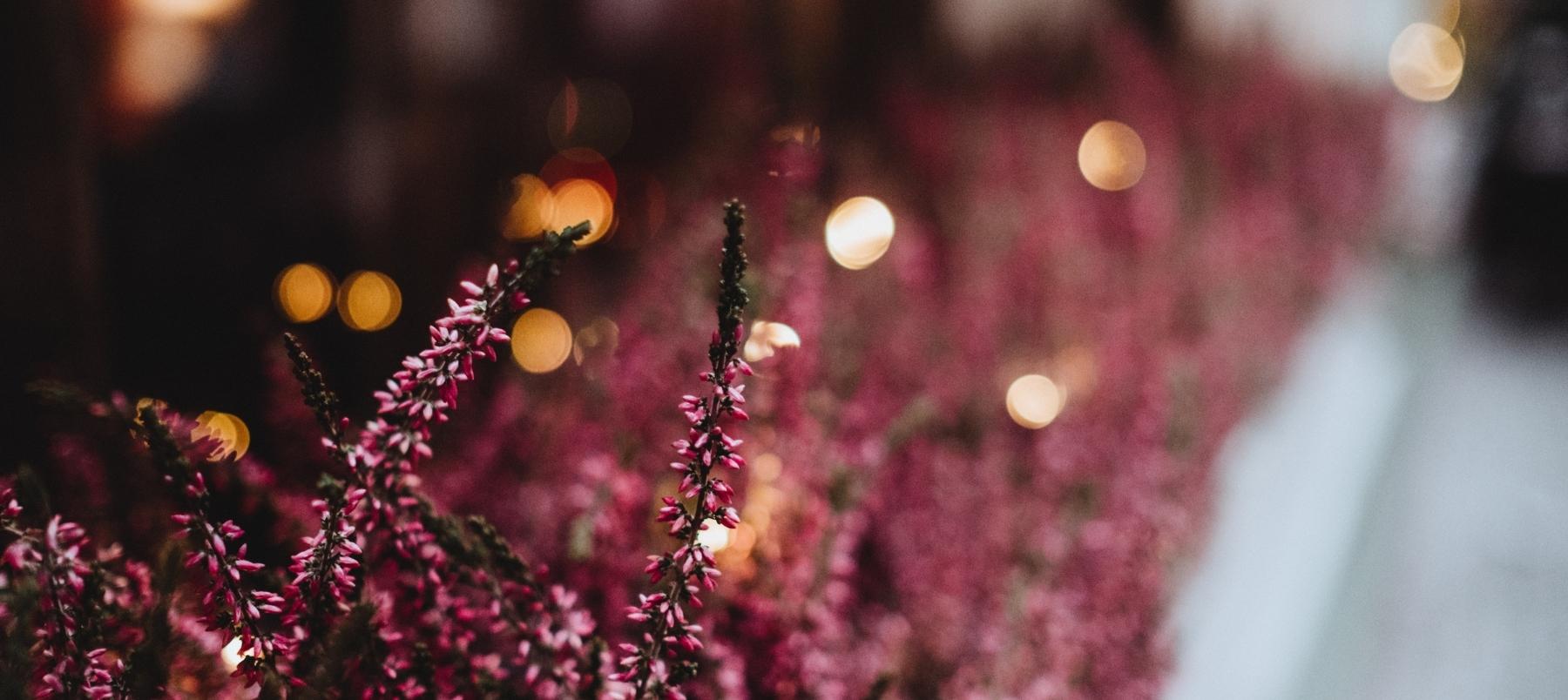 A purple Heather plant