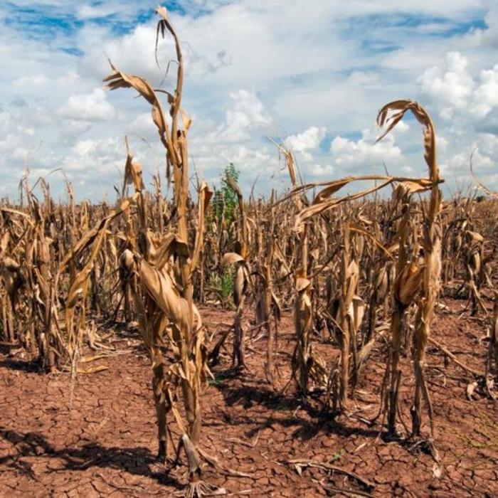 corn grows in drought conditions