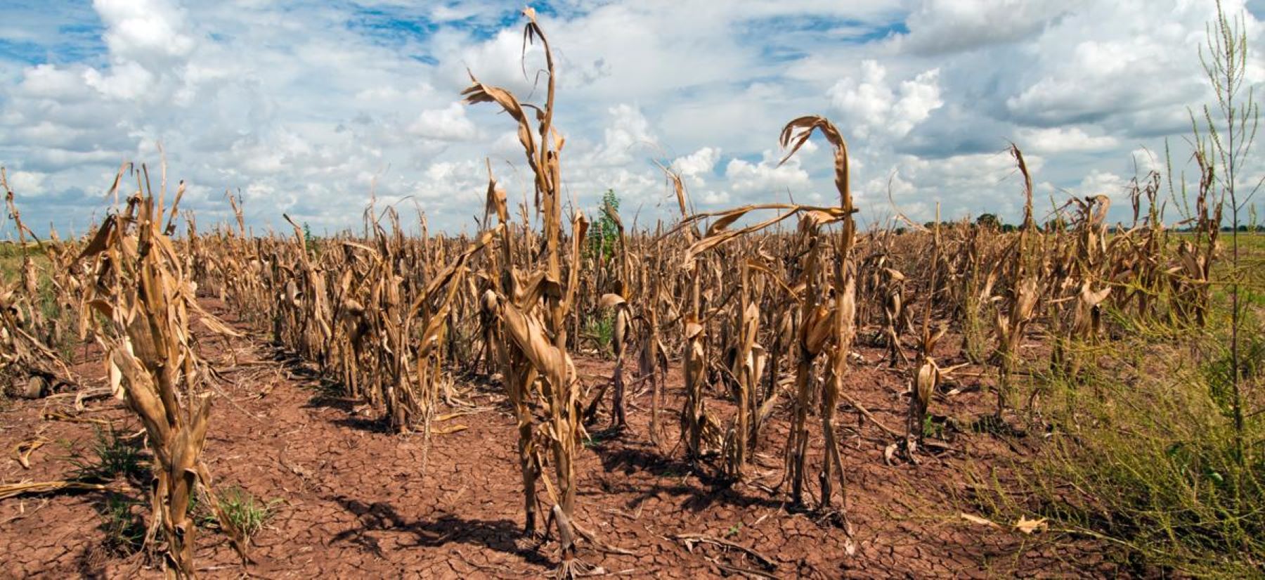 corn grows in drought conditions