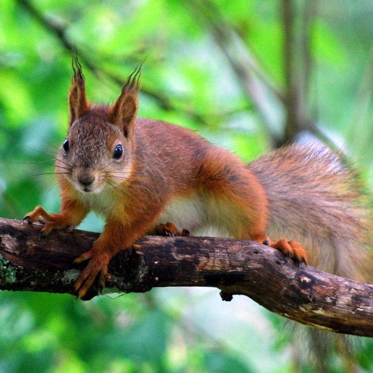 Red squirrel on a branch facing camera