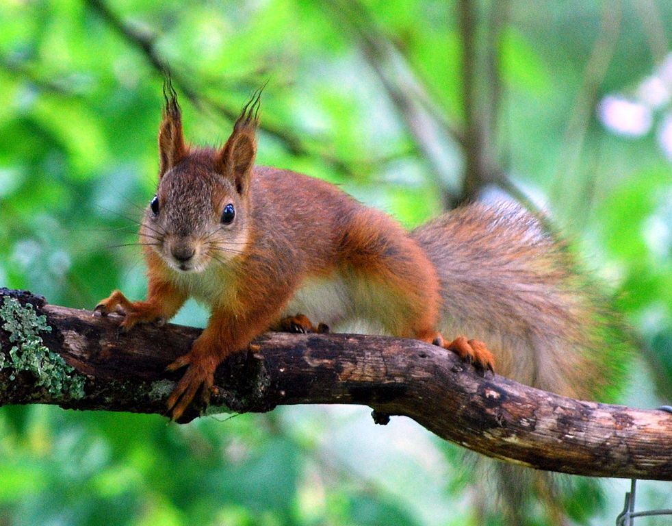 Red squirrel on a branch facing camera