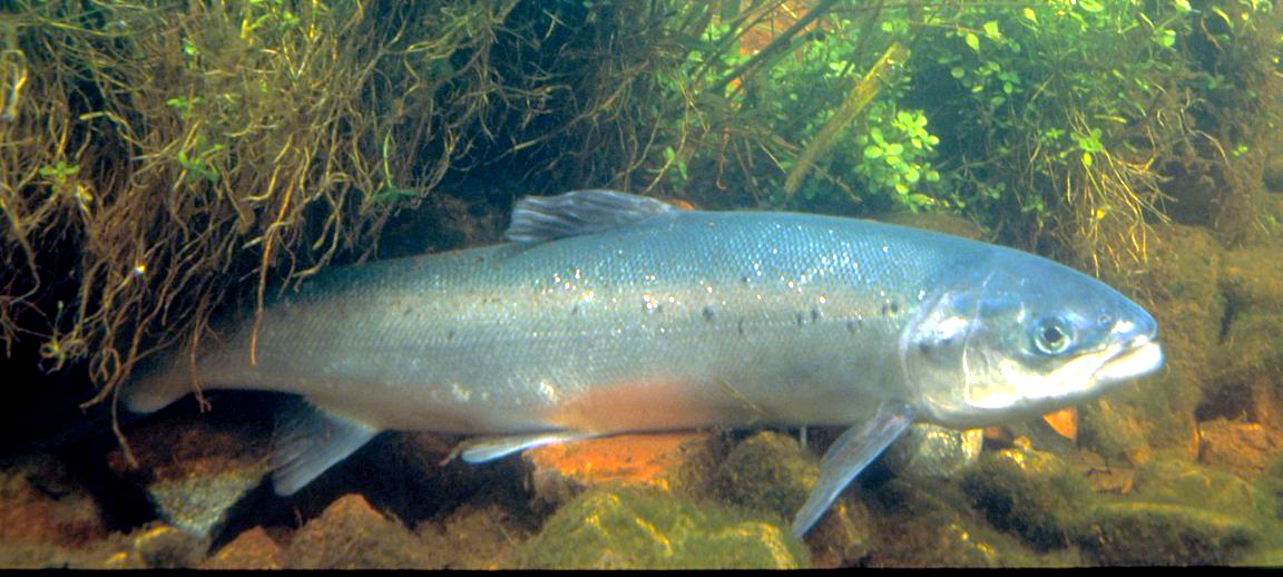 A silver fish under water