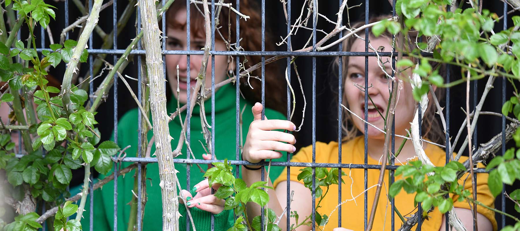 Two female students looking through a fence covered in foliage