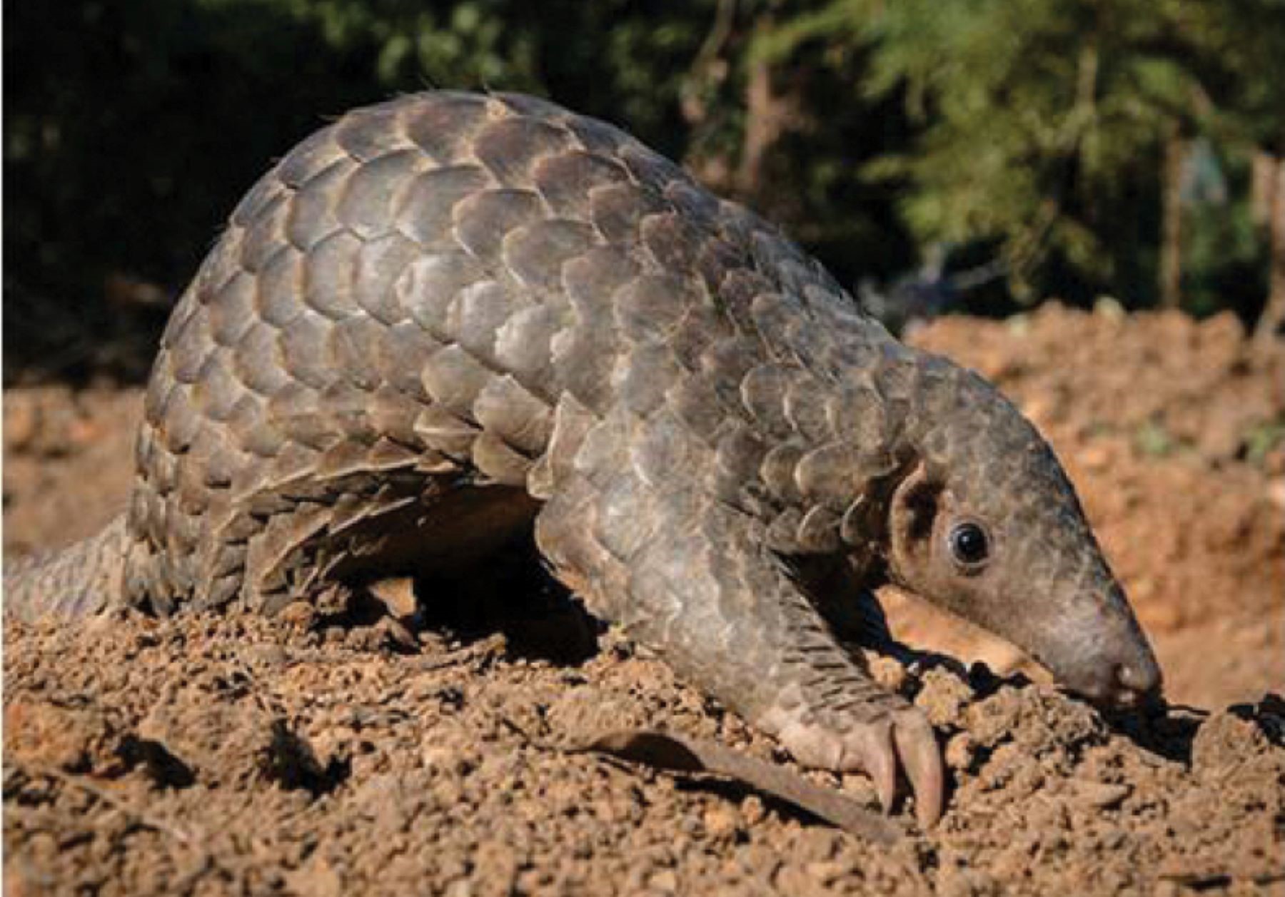 Scaly anteater closeup