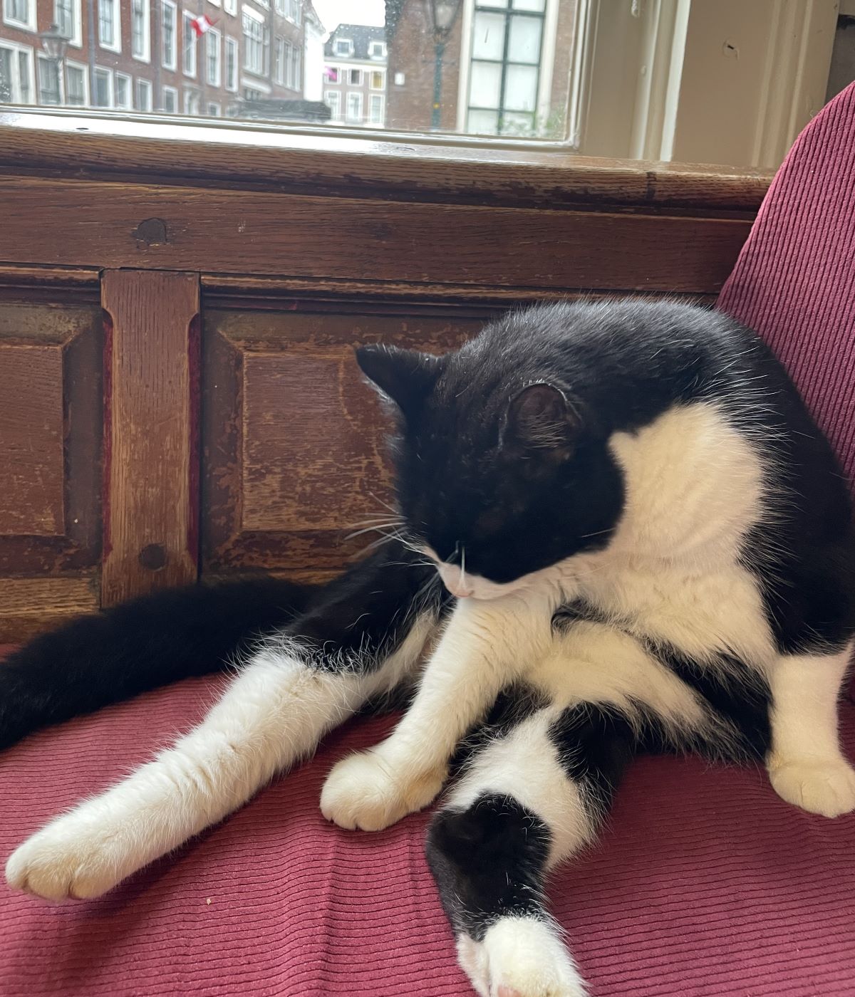 Black and white cat sitting on a red seat