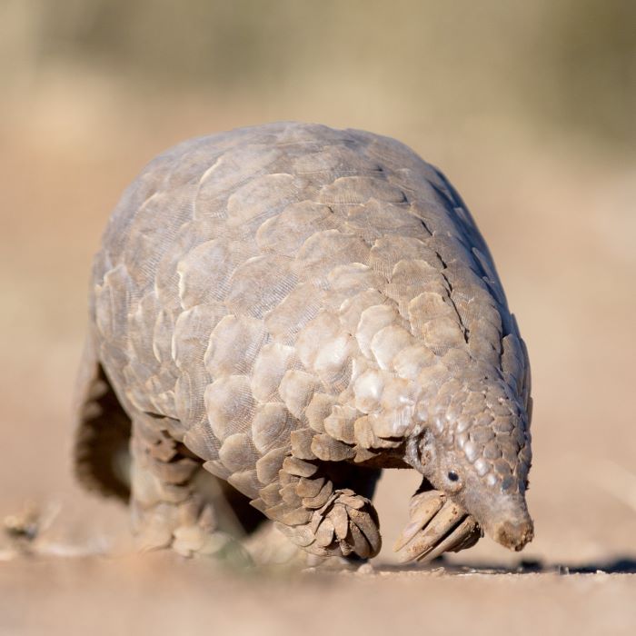 Scaly anteater closeup