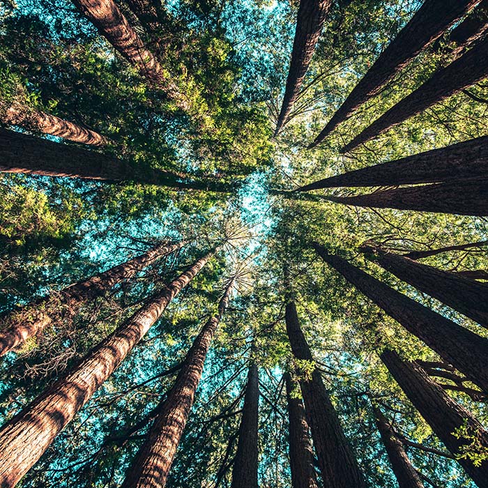 Shot upwards, looking up the trunks of a circle of trees at the sky 