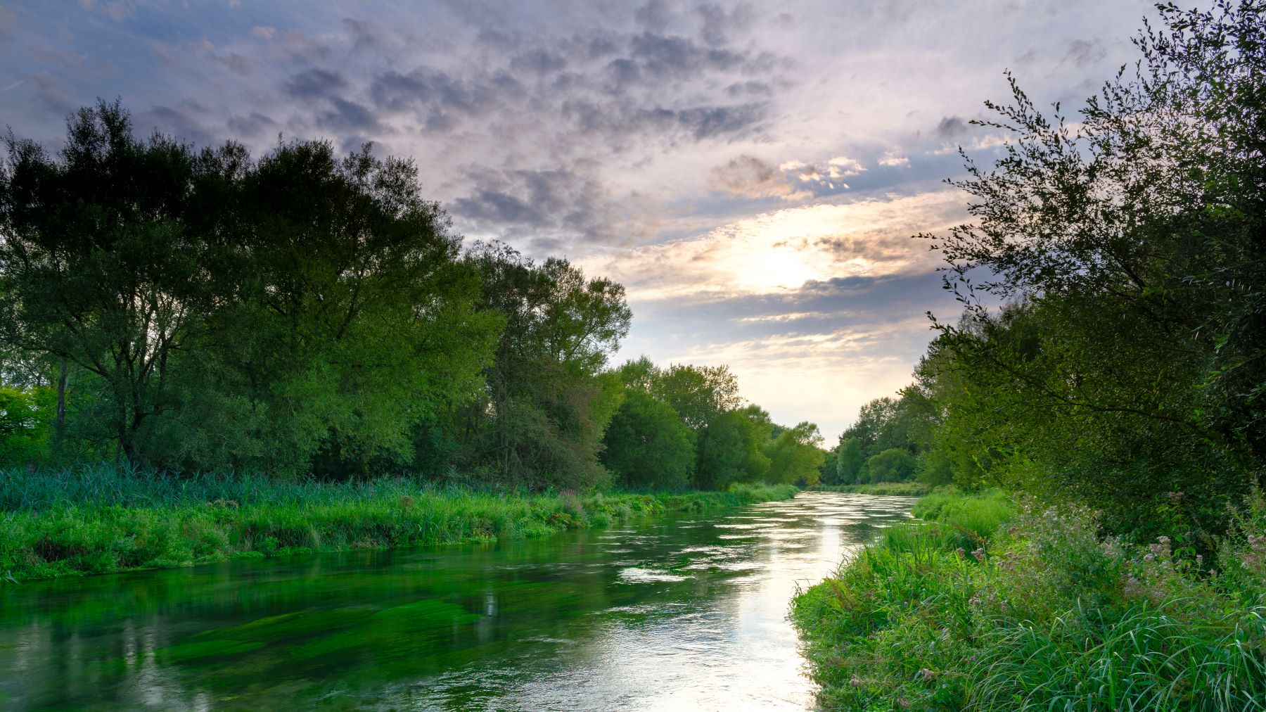 River with trees either side