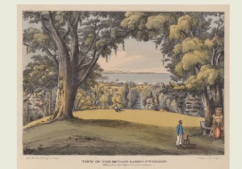 painting of the st vincent botanic garden