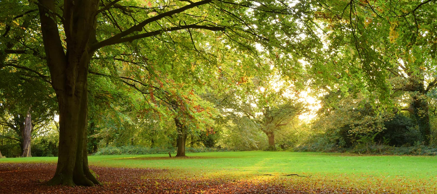 View of trees in autumn