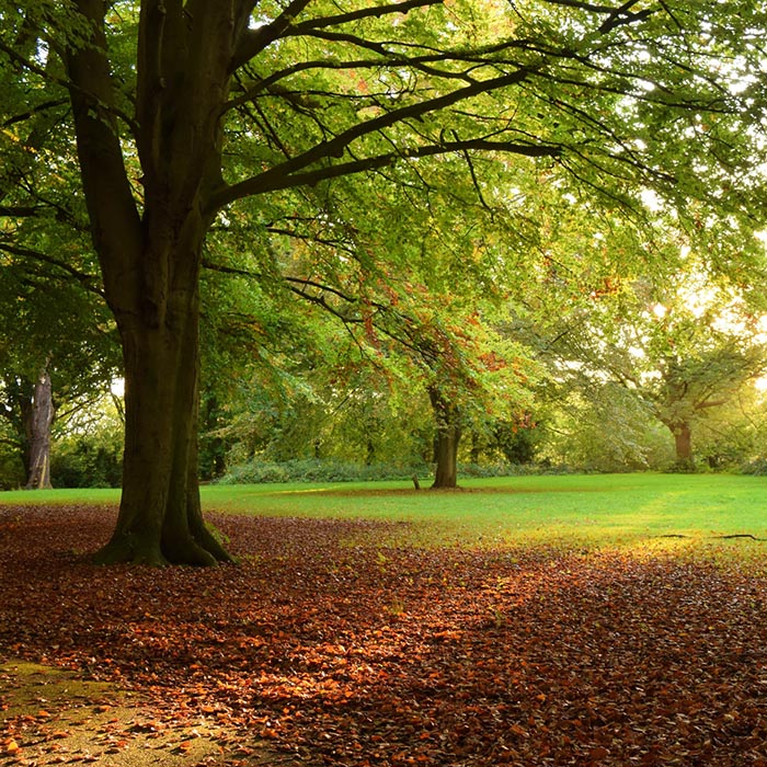 View of trees in autumn