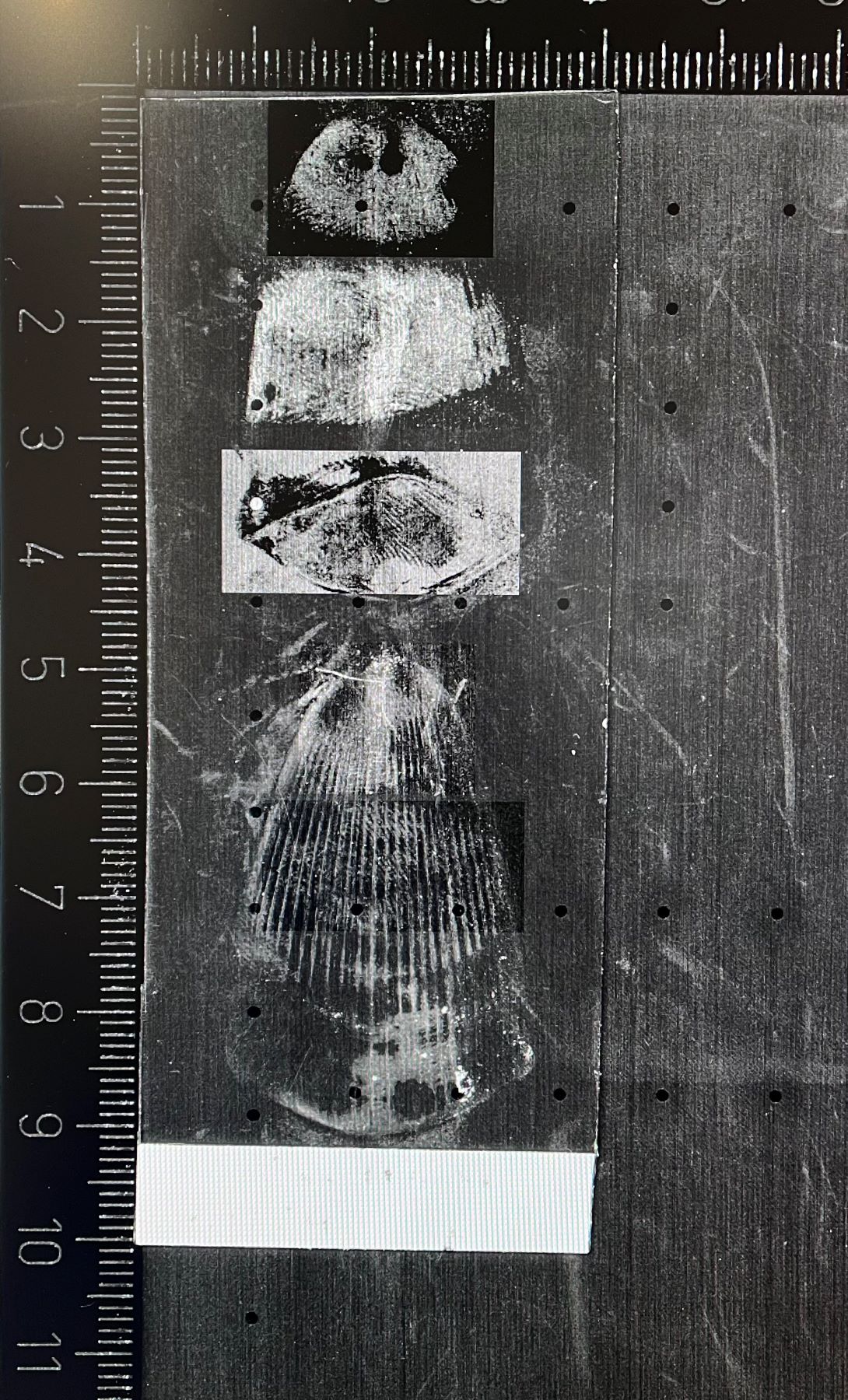 Image of fingerprints on a scale next to ruler for scale