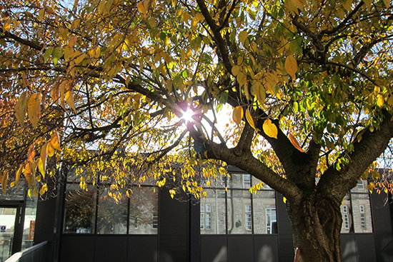 Light through tree leaves