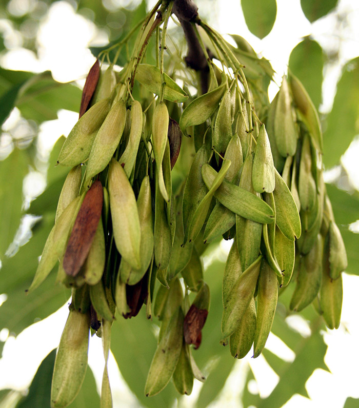 Leaves of an Ash tree