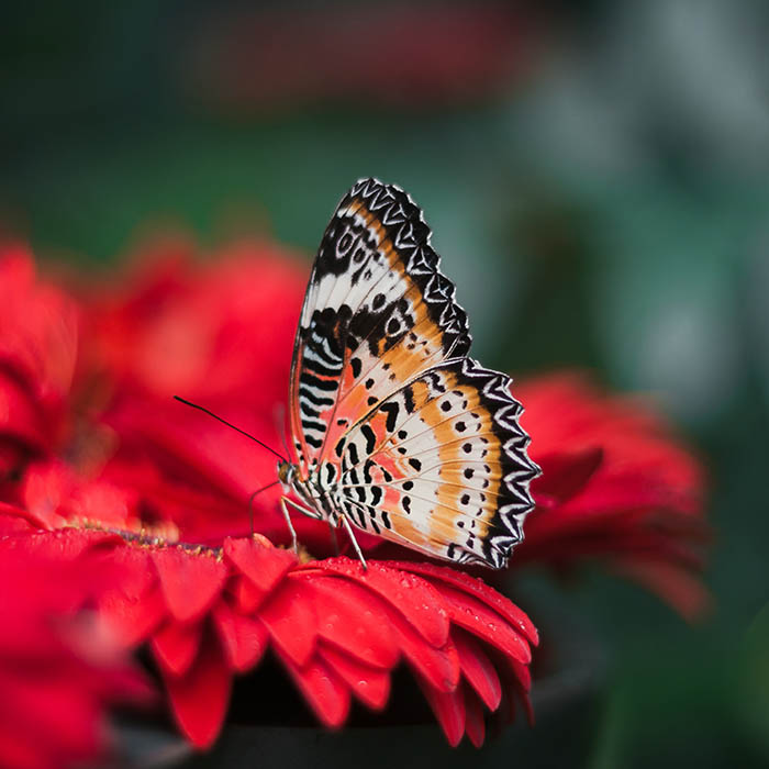 Orange monarch butterfly on red flower