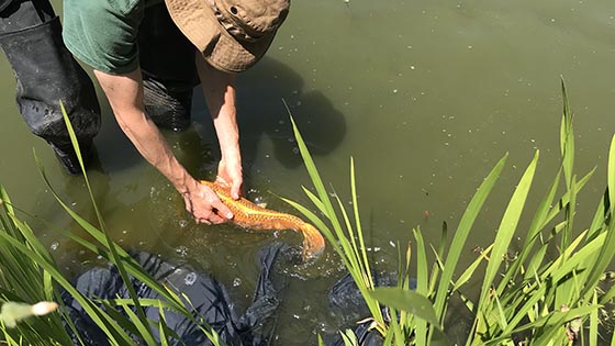 Man in hat standing in pond catching an orange fish in his hand