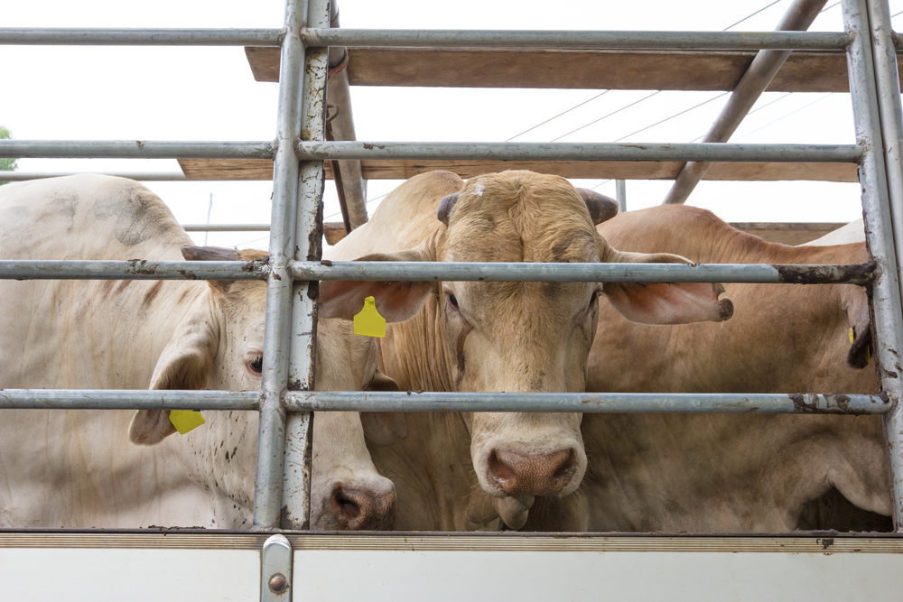 Cows in transit