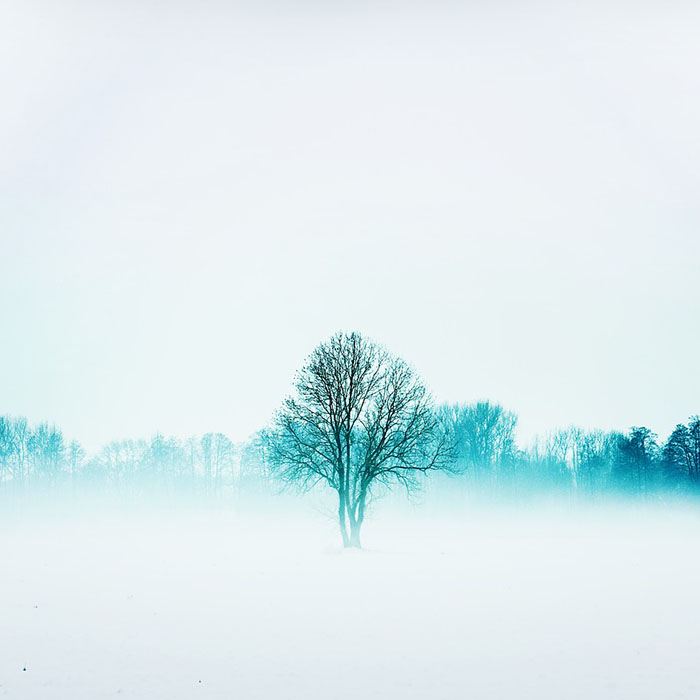  Tree in the mist