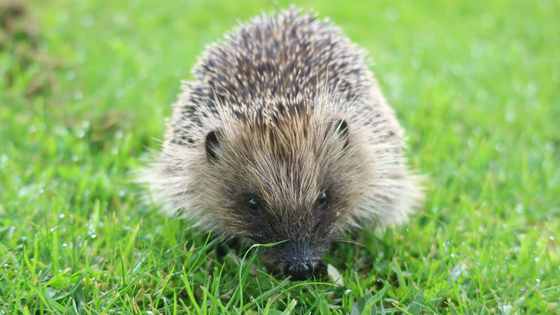 Hedgehog in grass