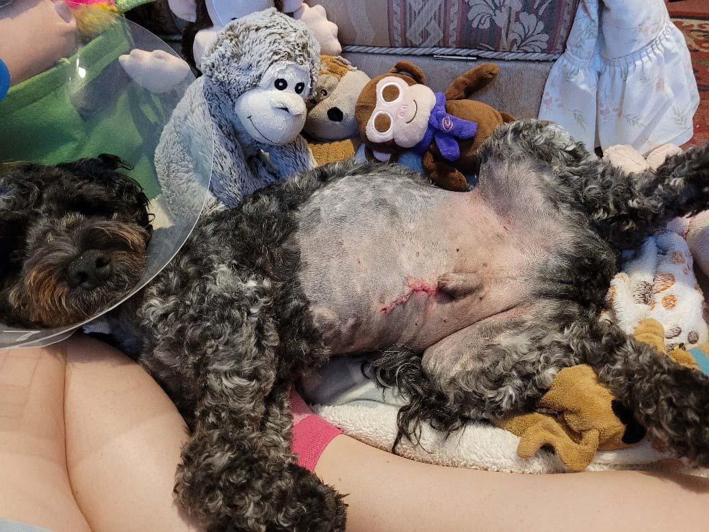 Small black dog lying on his back with cone on his head and stomach scar visible