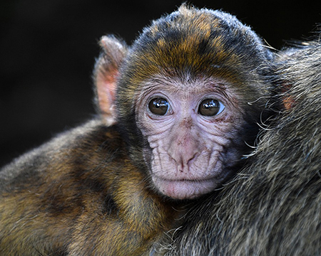 Monkey against black background