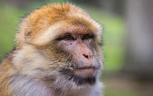 Macaque monkey