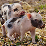 Two black and pink piglets, one resting its chin on the other