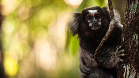 Primate climbing tree