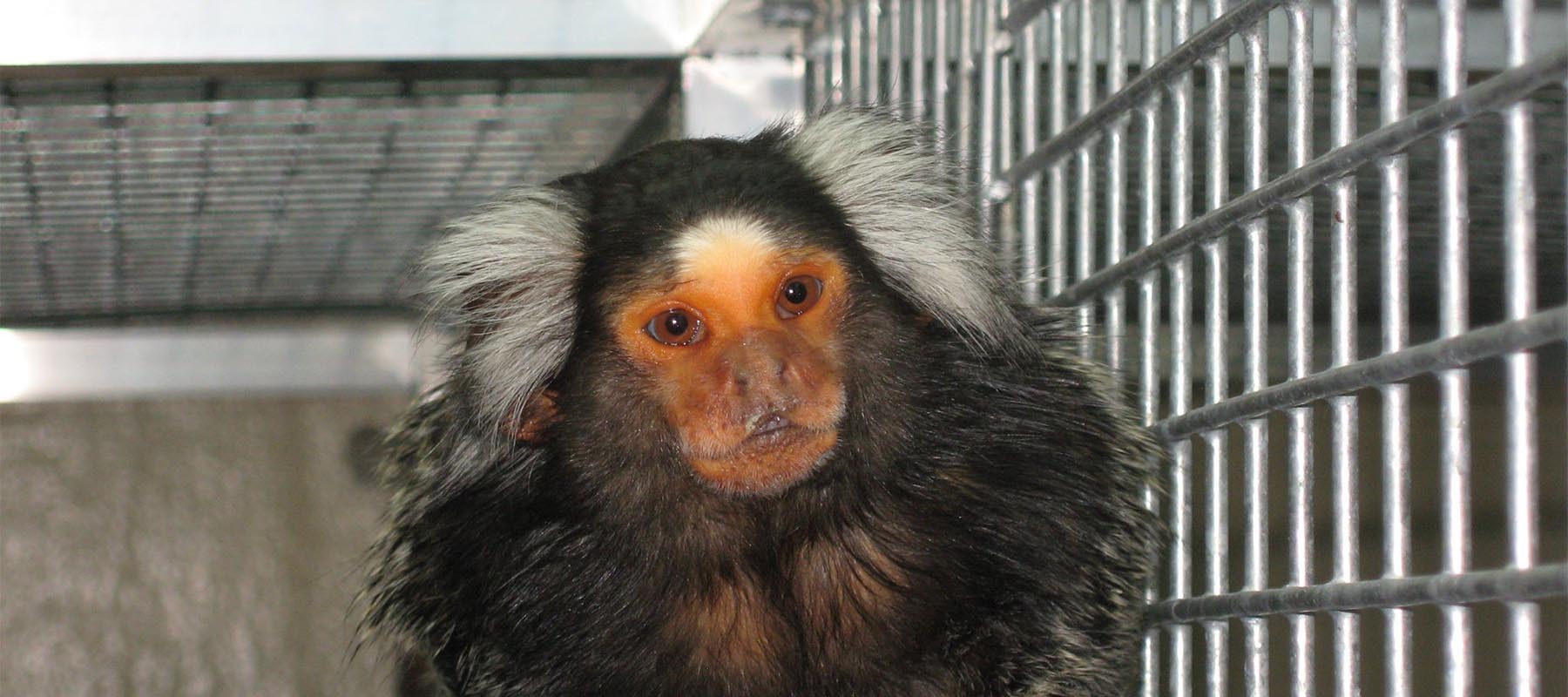 Black monkey with orange face