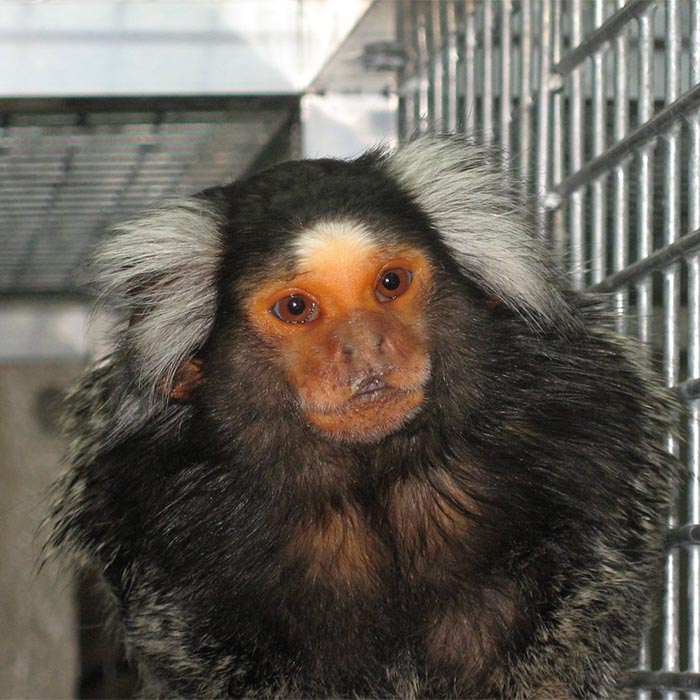 Black monkey with orange face