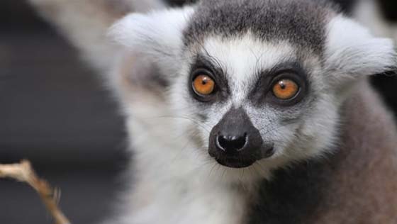 Lemur