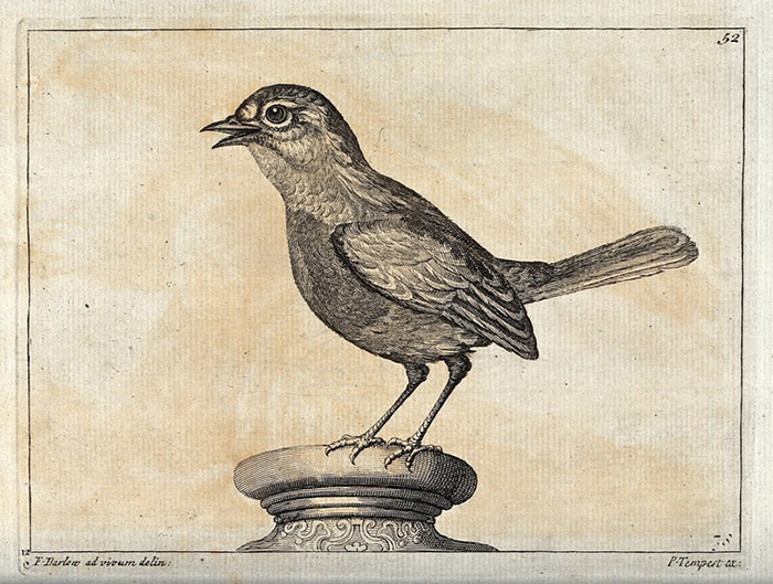 Aged drawing of a Sparrow