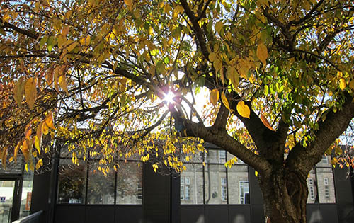 Sunlight shining through a tree at University of Winchester