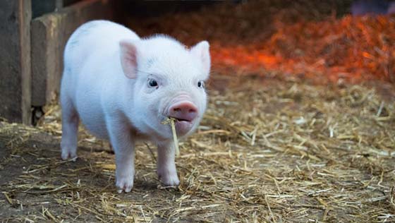 Piglet chewing hay