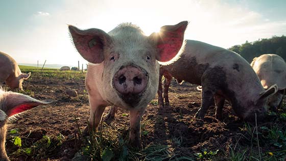 Small pig with muddy snout in field