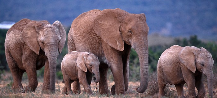 International Fund for Animal Welfare image of elephant family