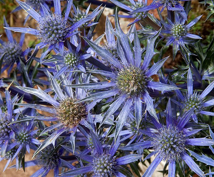 Indigo Eryngo flowers