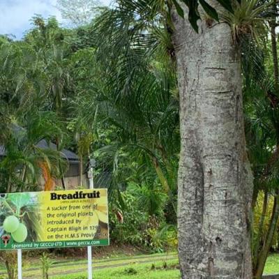 St Vincent Botanical Gardens image of a breadfruit tree