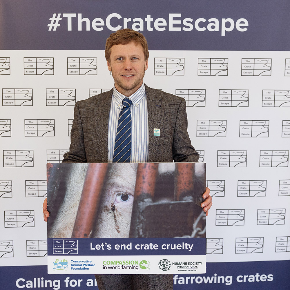 A sow in a farrowing crate
