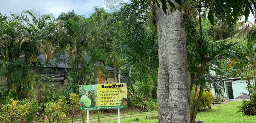 St Vincent Botanical Gardens image of a breadfruit tree