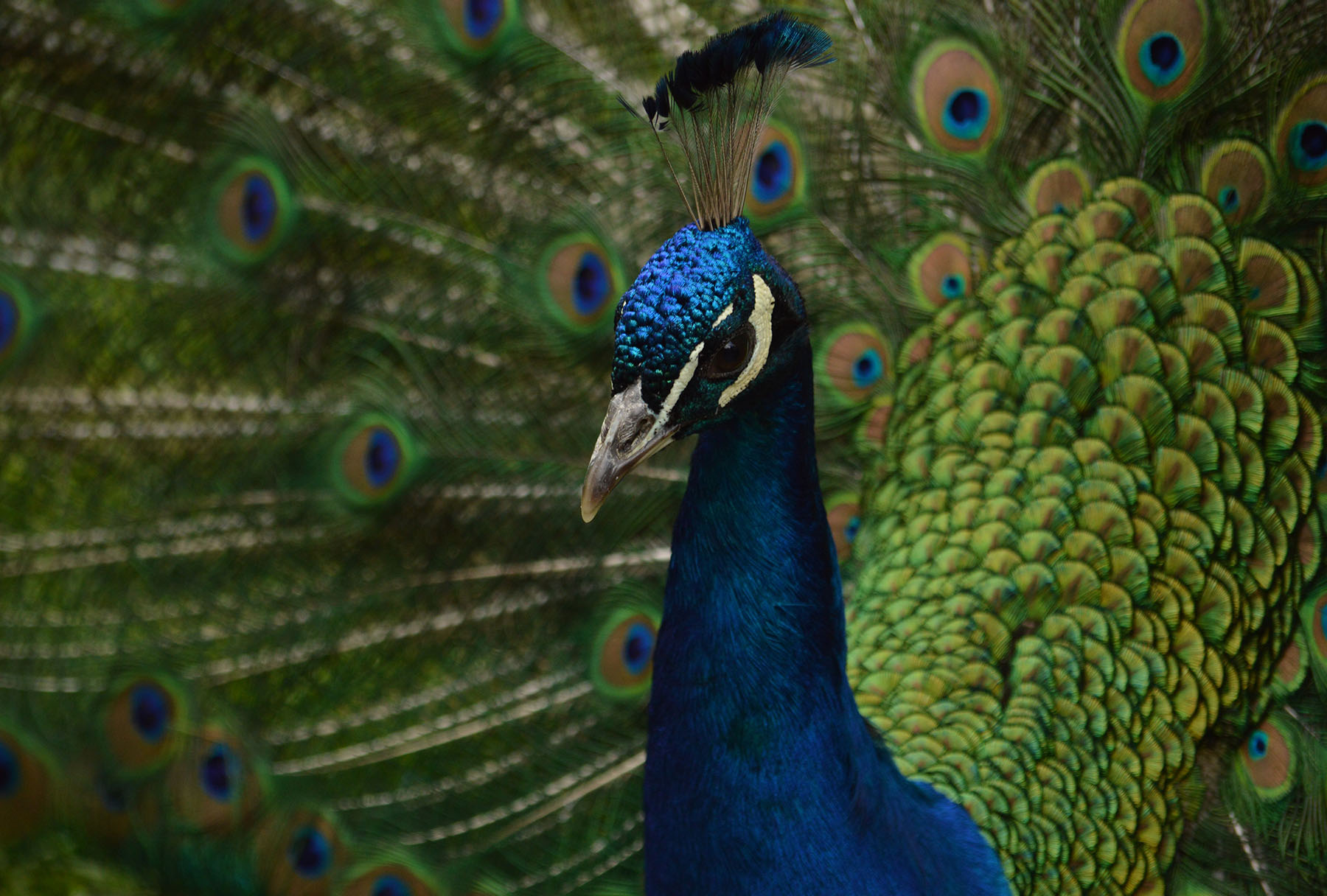 Peacock