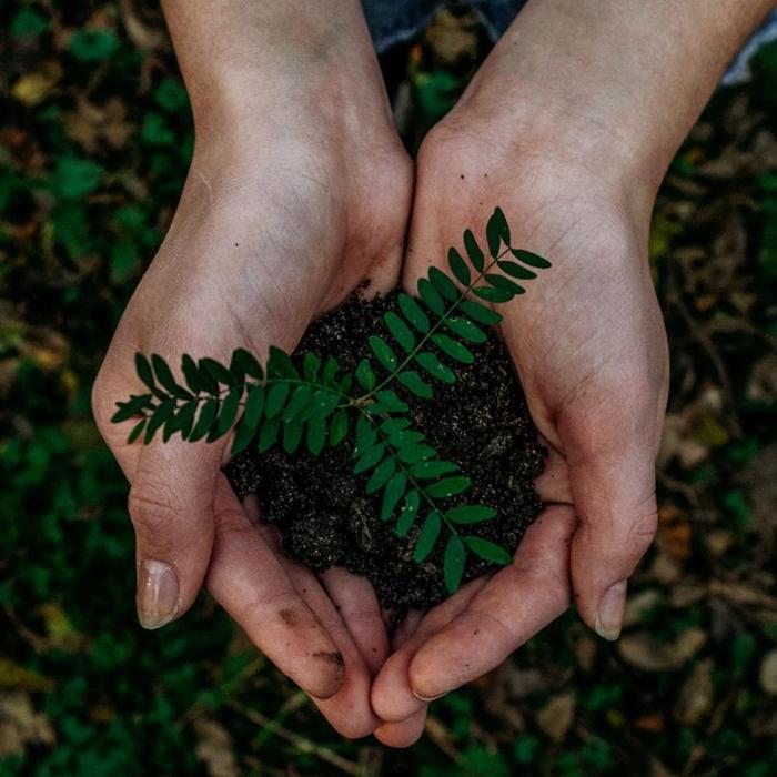 Person holding a pile of soil in their hands