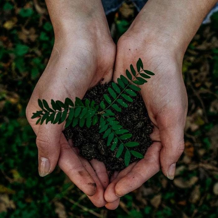 Person holding a pile of soil in their hands