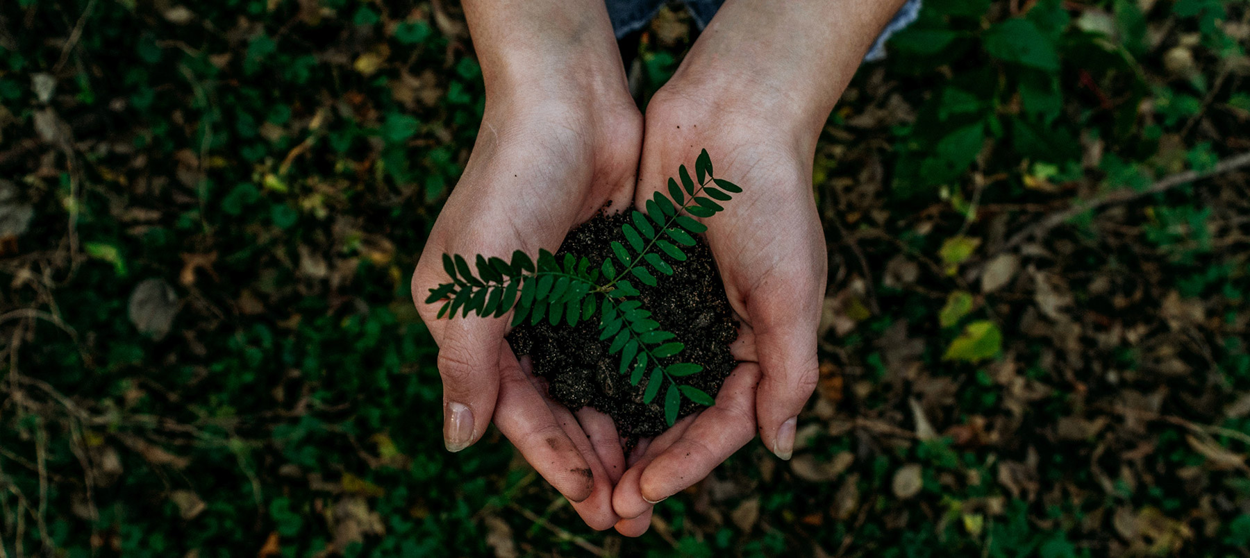 Person holding a pile of soil in their hands