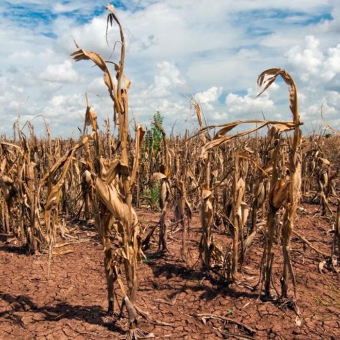 maize growing in cracked dry earth