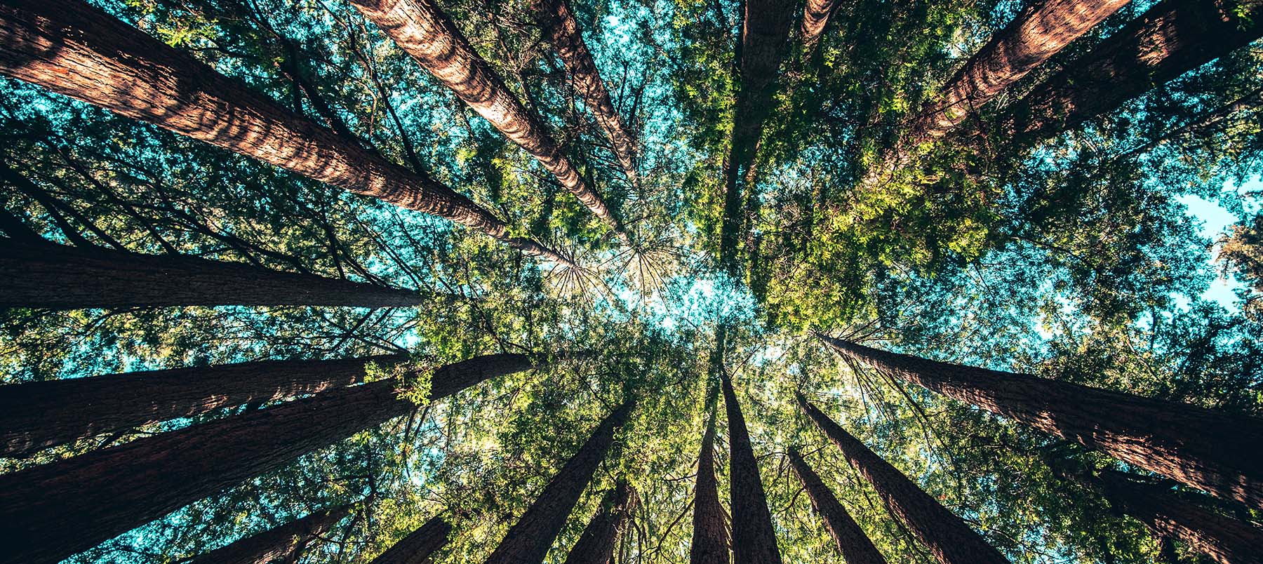 Shot upwards, looking up the trunks of a circle of trees at the sky 