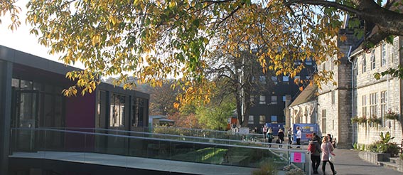 View of buildings on campus with large tree in autumn colour